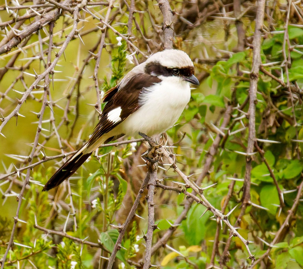 Сероплечий фискал - ML645438688