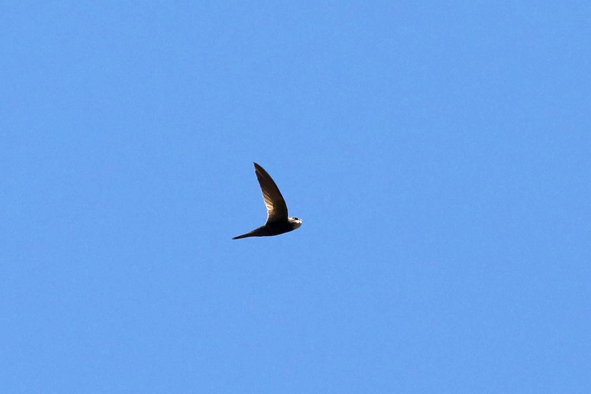 Common Swift - ML645438689