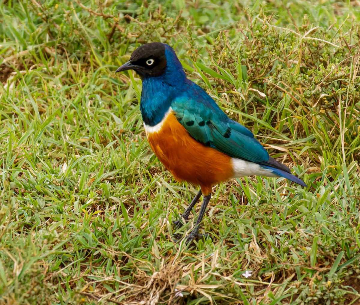 Трёхцветный спрео - ML645438690