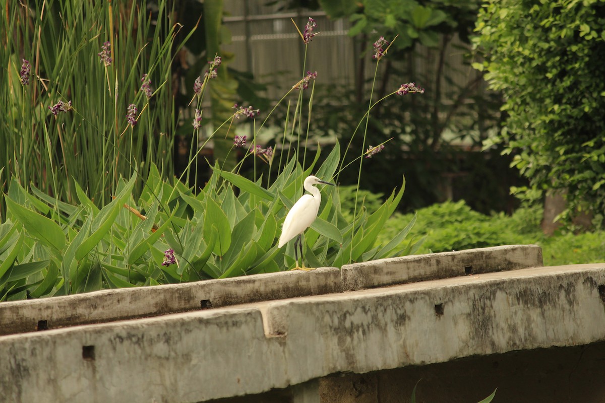 Little Egret - ML645438706