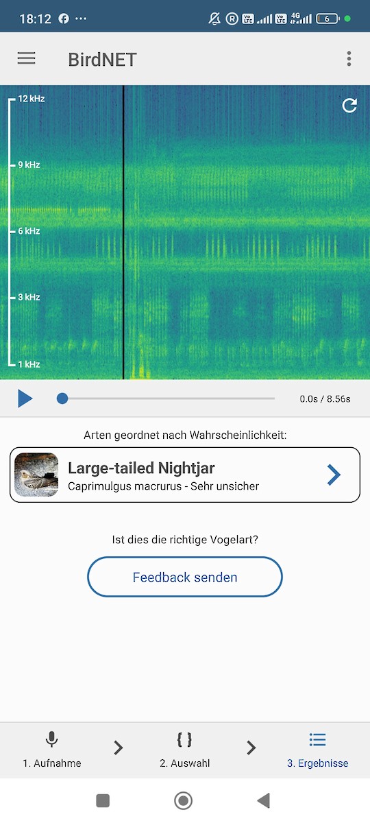 Дрімлюга великохвостий - ML645438713