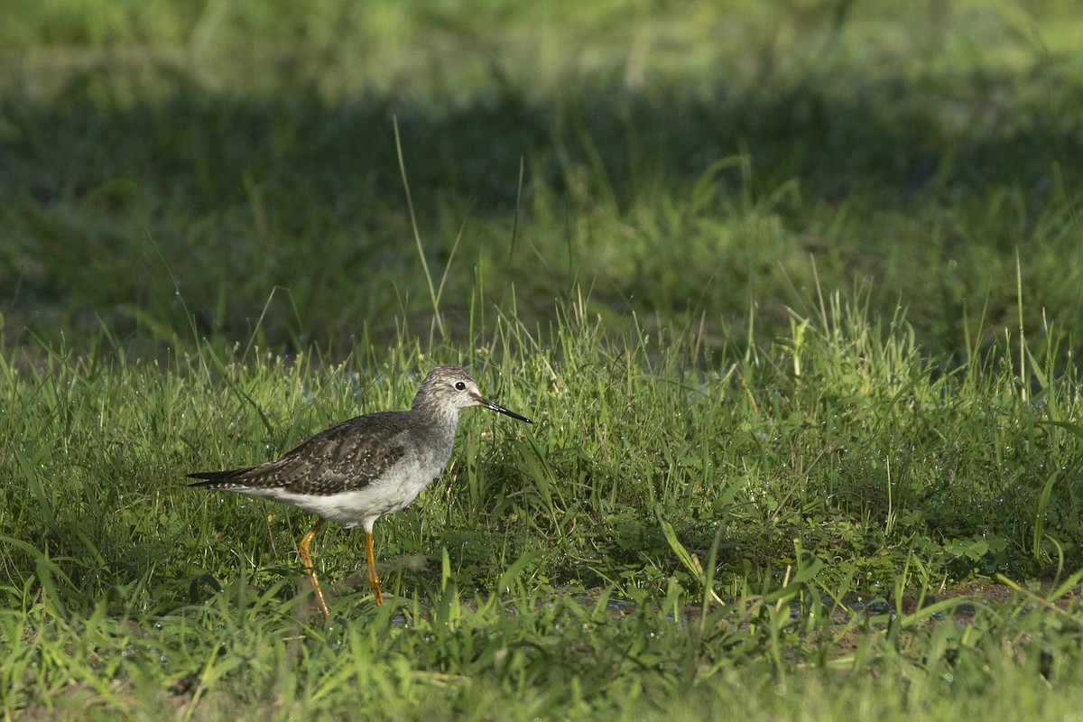 Коловодник жовтоногий - ML645438714