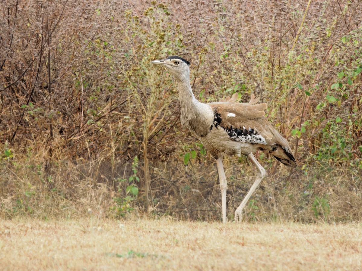 Дрохва австралійська - ML645438721