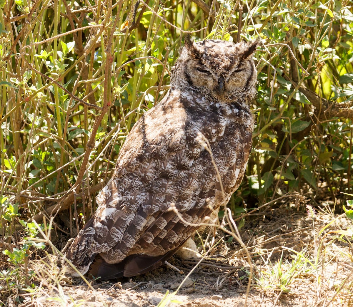 Пугач африканський - ML645438722