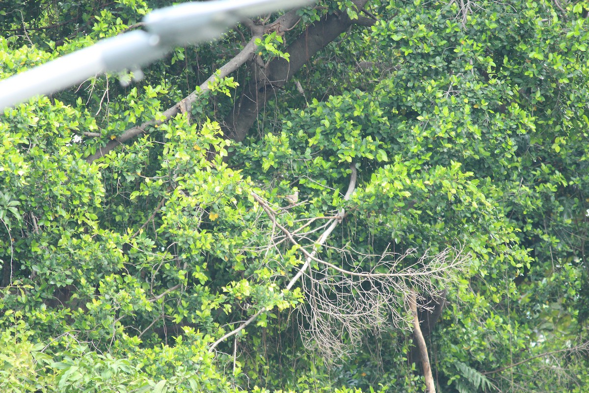 Горлиця китайська - ML645438723