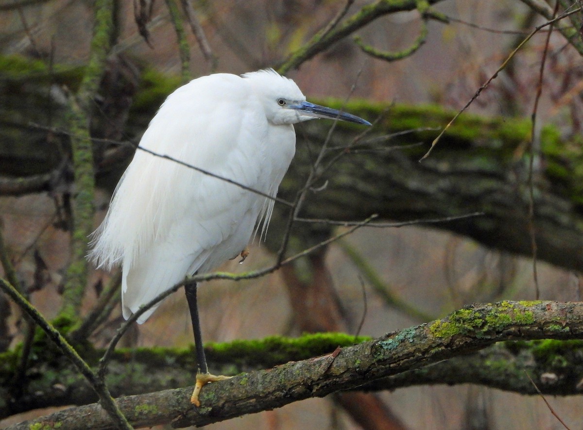 Чепура мала - ML645438725