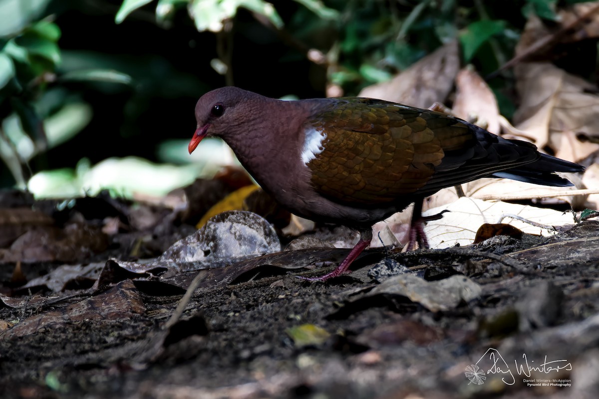 Голуб-зеленокрил довгодзьобий - ML645438726