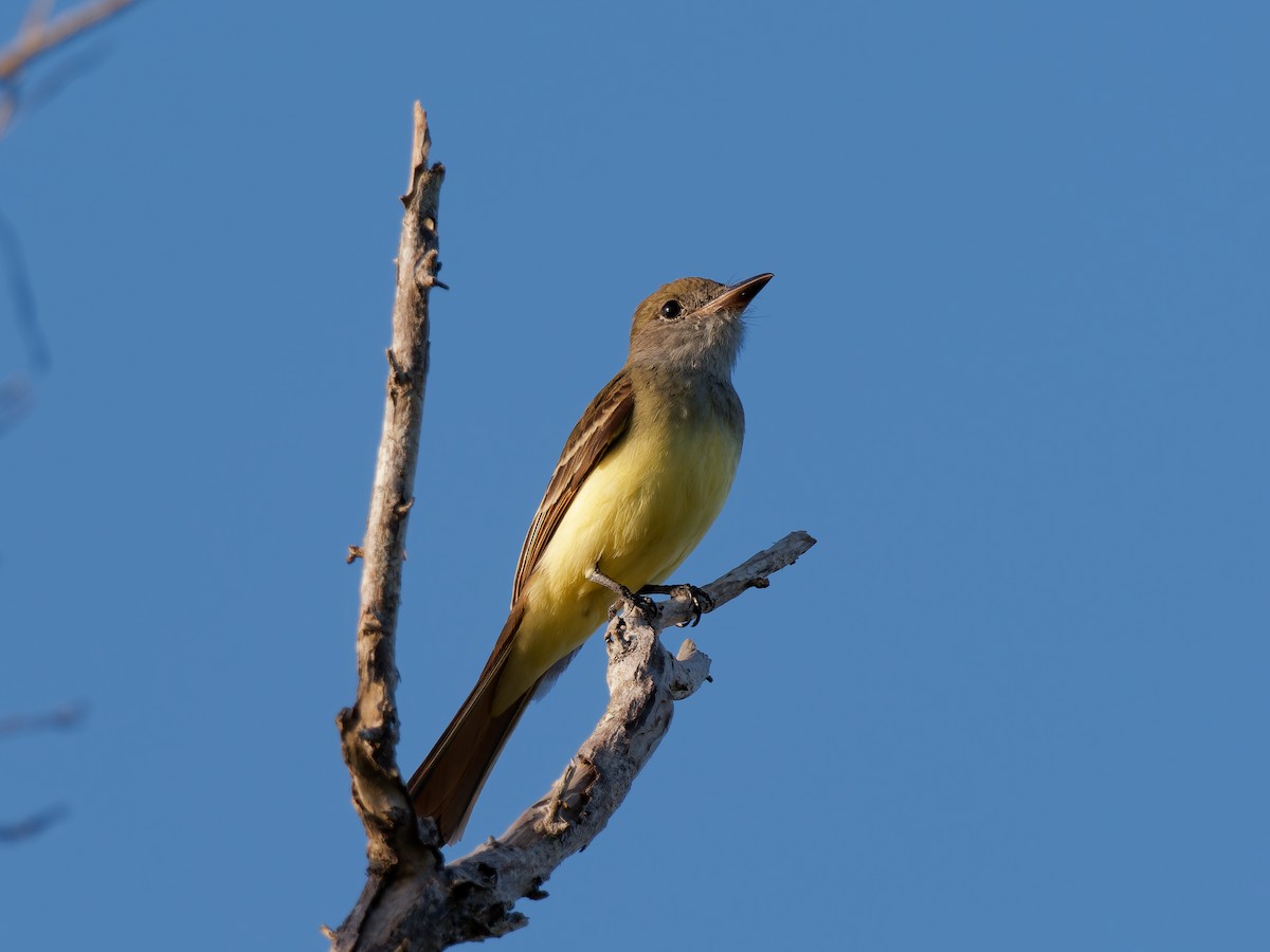 Копетон чубатий - ML645438727