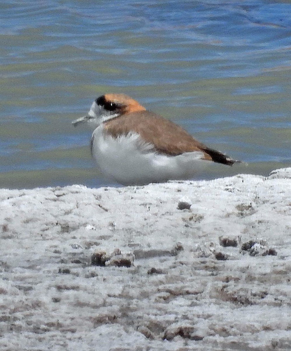 Пісочник степовий - ML645438729