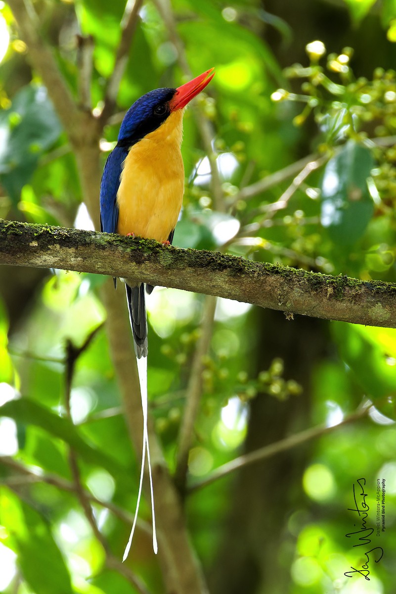 Альціон-галатея вохристогрудий - ML645438732