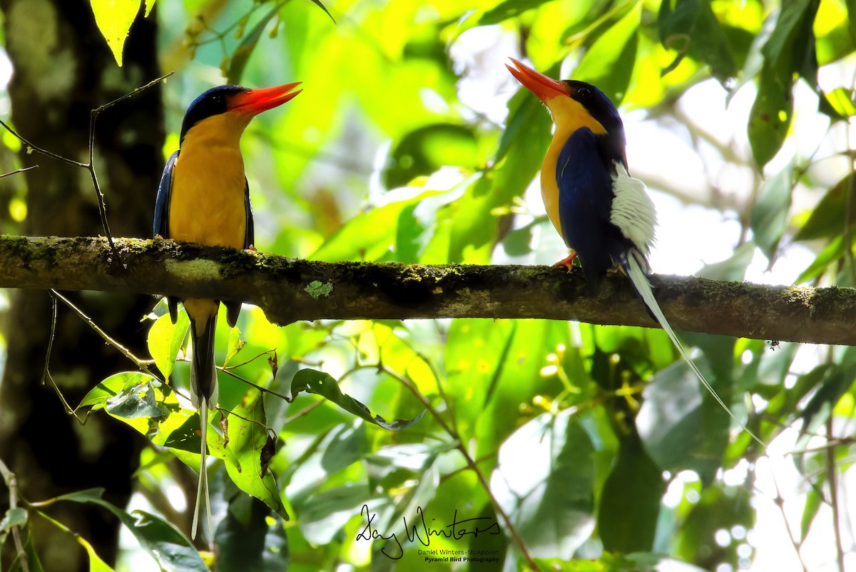 Альціон-галатея вохристогрудий - ML645438733