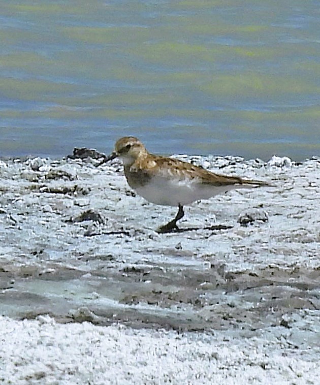 Побережник канадський - ML645438735