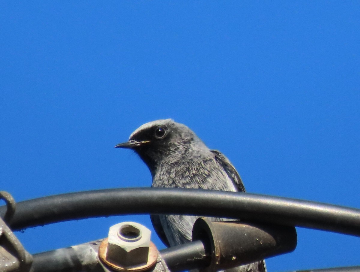 Горихвістка чорна - ML645438736