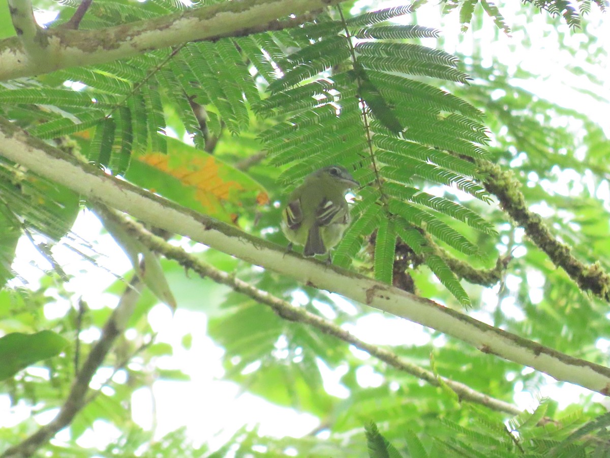 Мухоїд світлогорлий - ML645438737