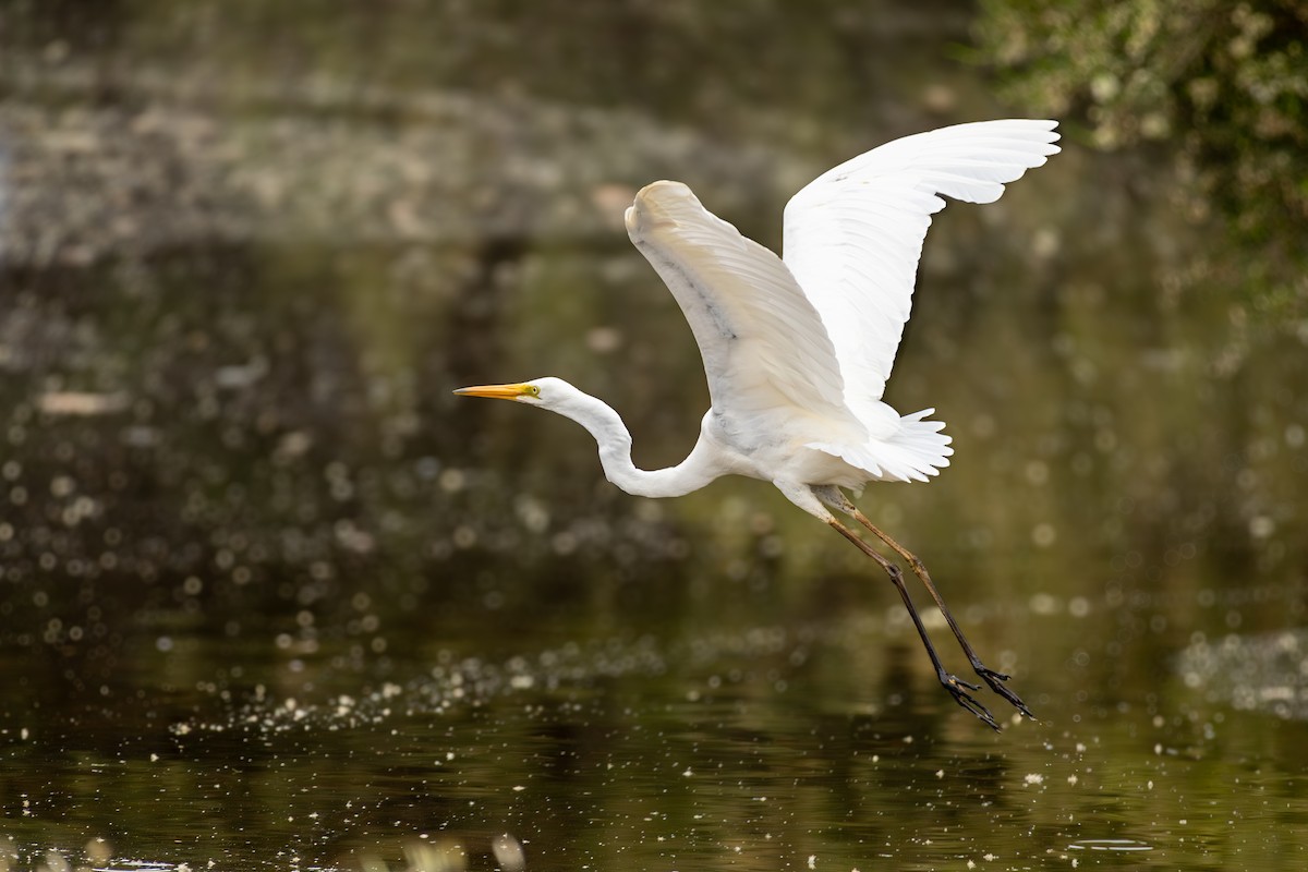 Чапля велика - ML645438738