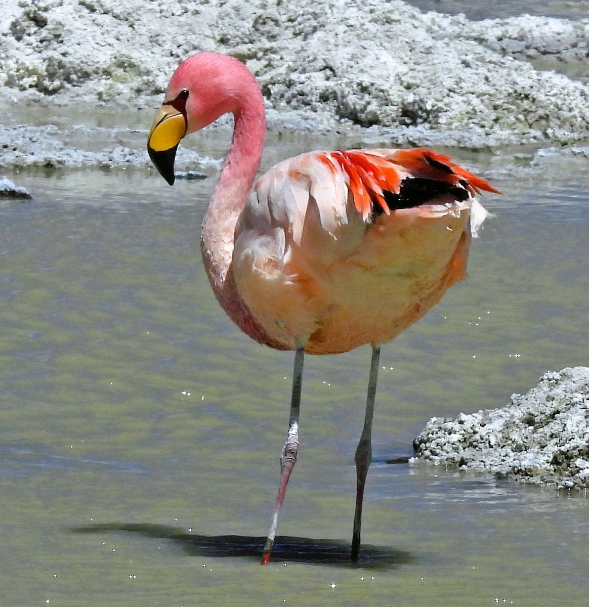 Фламінго жовтодзьобий - ML645438740