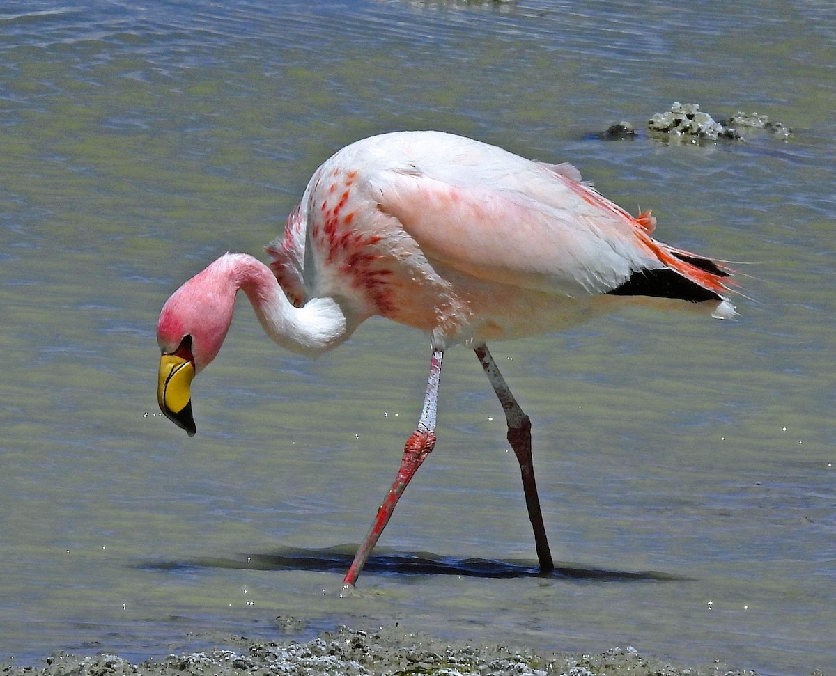 Фламінго жовтодзьобий - ML645438741