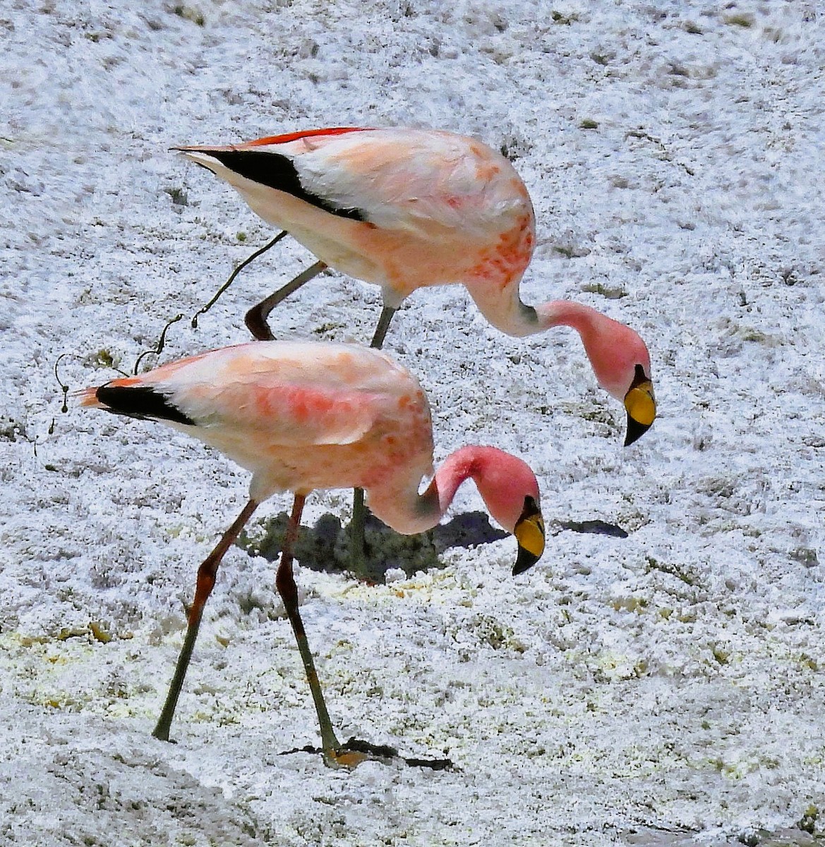 Фламінго жовтодзьобий - ML645438742