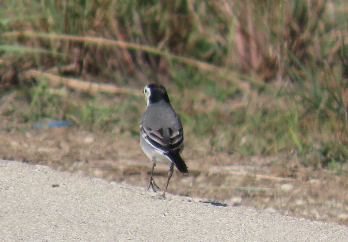 Зяблик звичайний - ML645438743