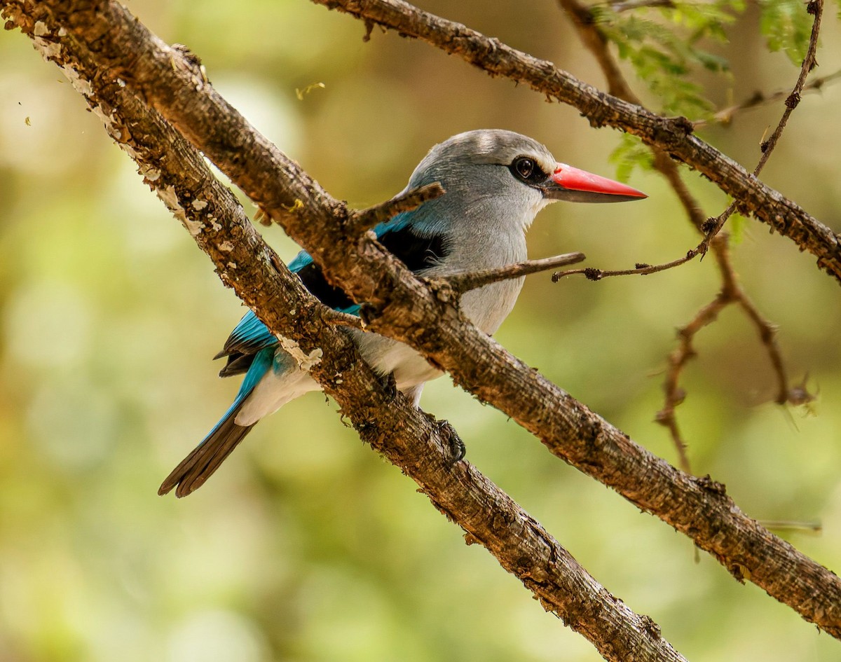Альціон сенегальський - ML645438744