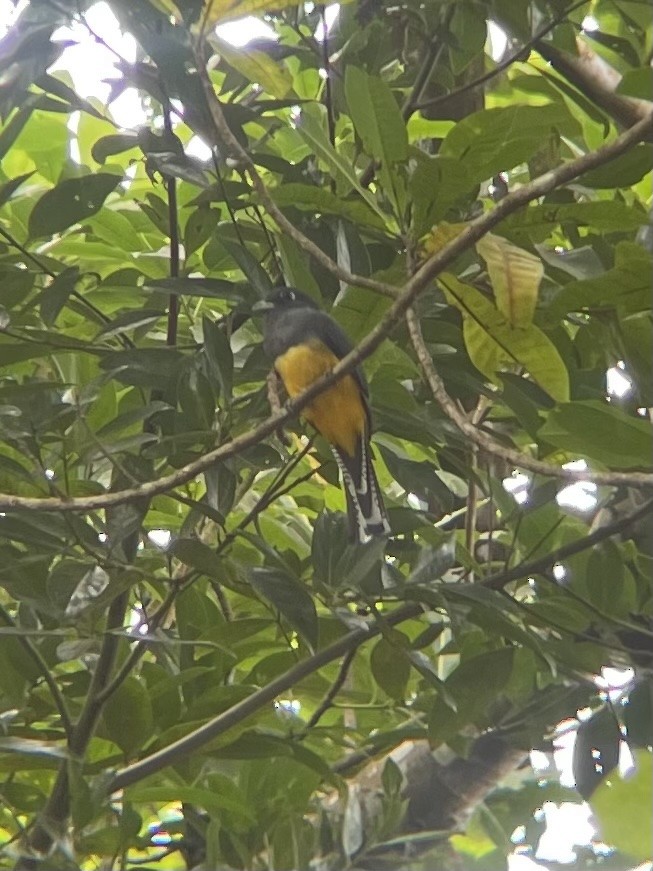 Трогон синьоголовий - ML645438745