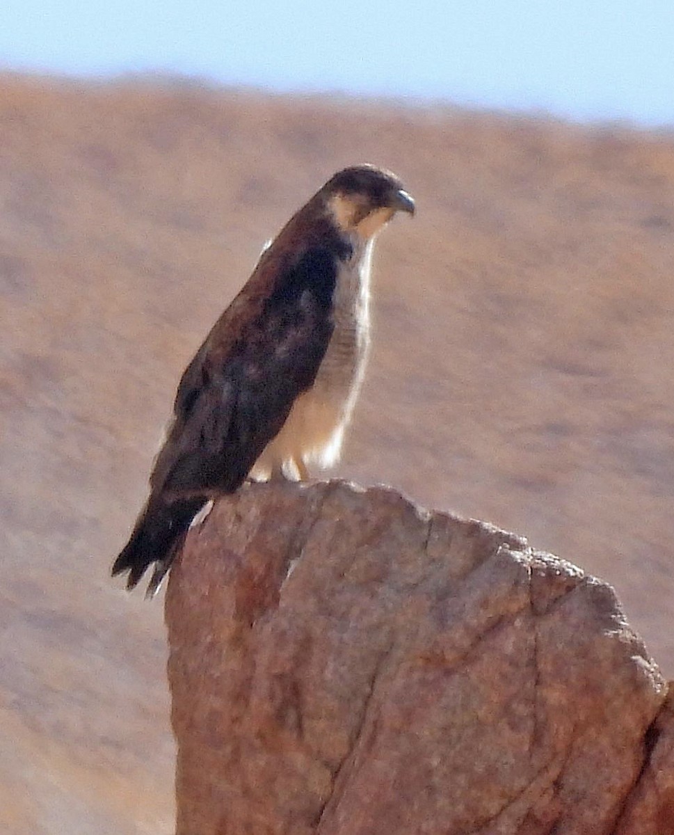 Канюк андський - ML645438748