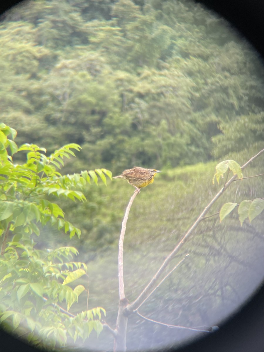 Шпаркос східний - ML645438749