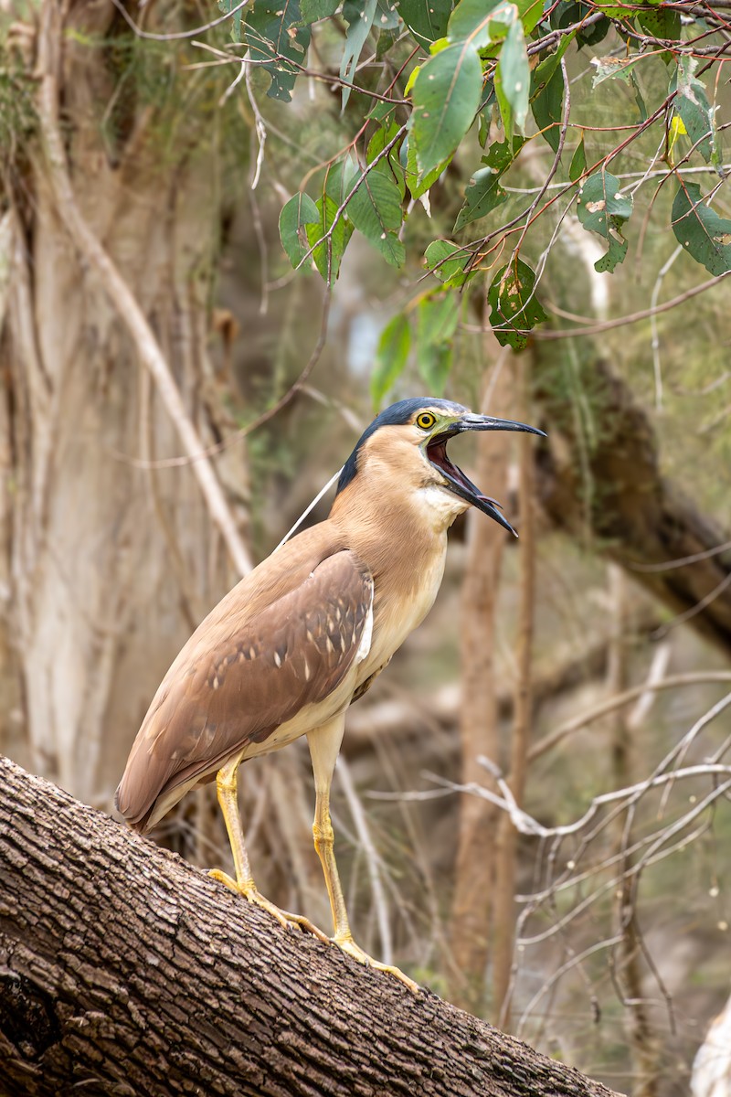 Квак каледонський - ML645438750