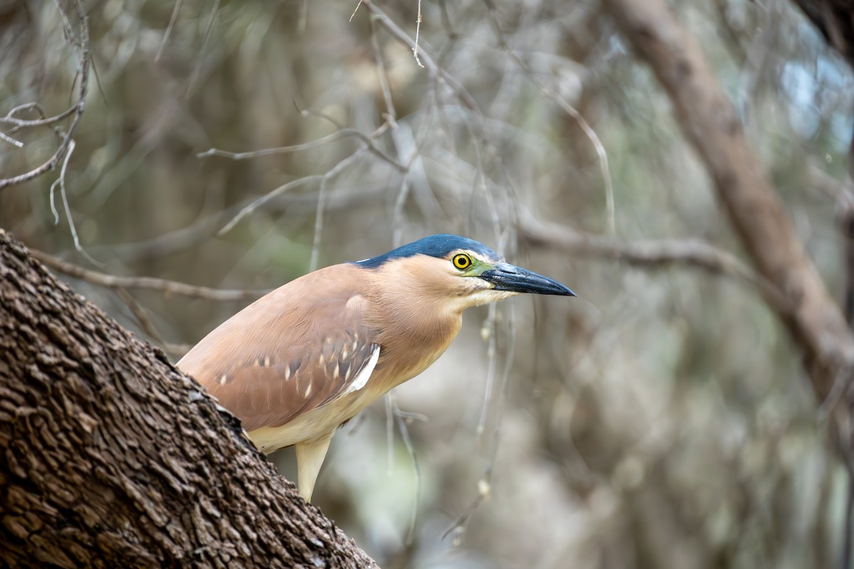 Квак каледонський - ML645438751
