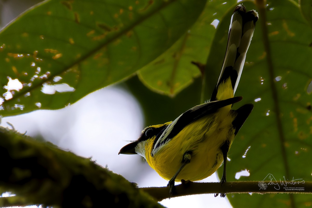 Совкодзьоб жовтобровий - ML645438753