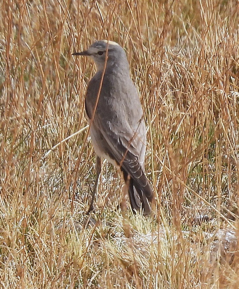 Дормілон жовтоголовий - ML645438754