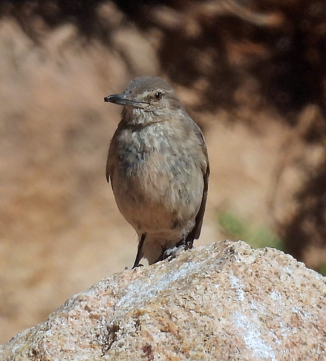 Black-billed Shrike-Tyrant - ML645438756