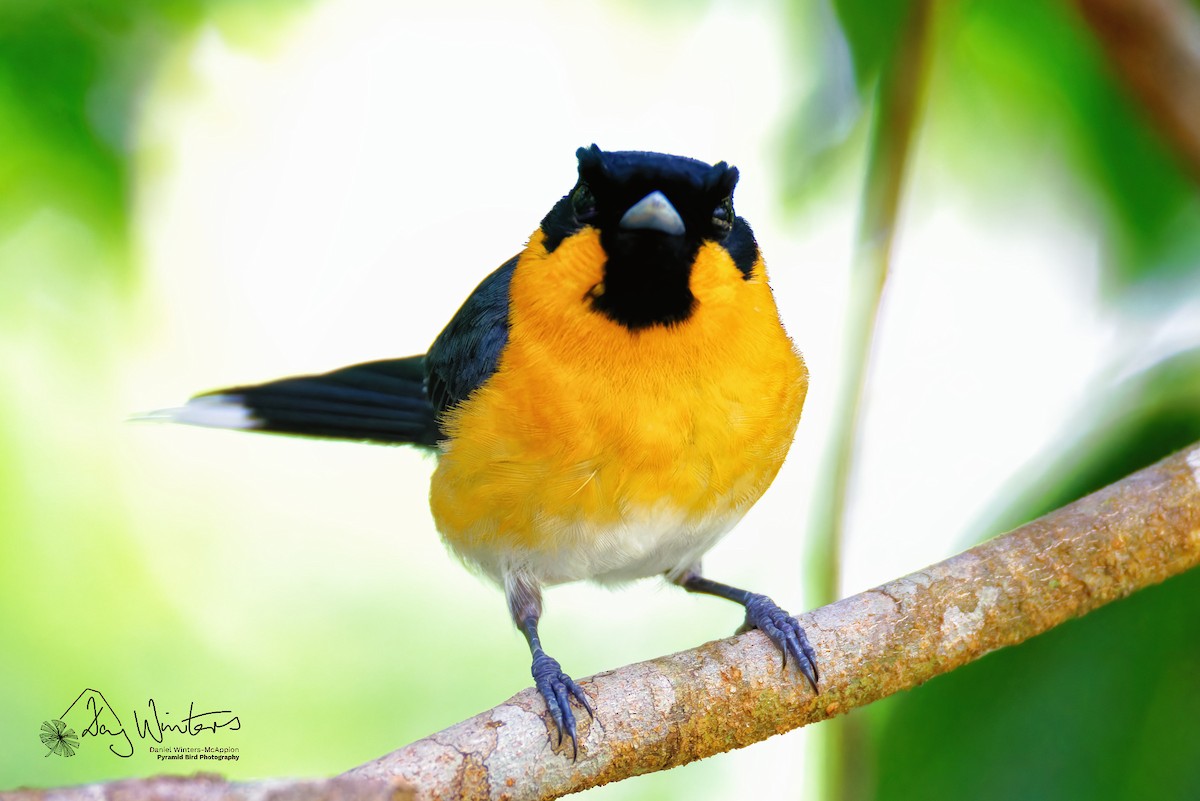 Australian Spectacled Monarch (Eastern) - ML645438757