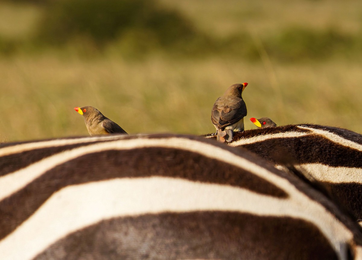 Yellow-billed Oxpecker - ML645438758