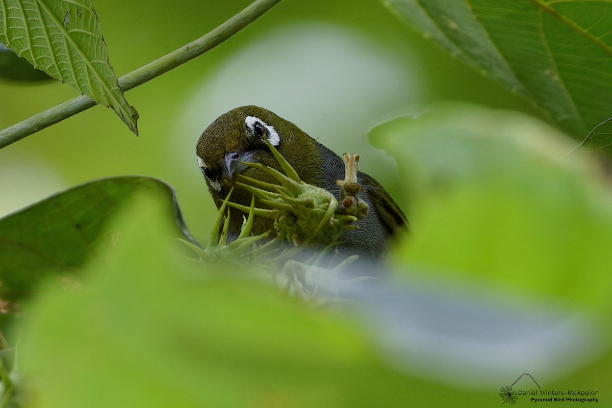 Silvereye - ML645438760