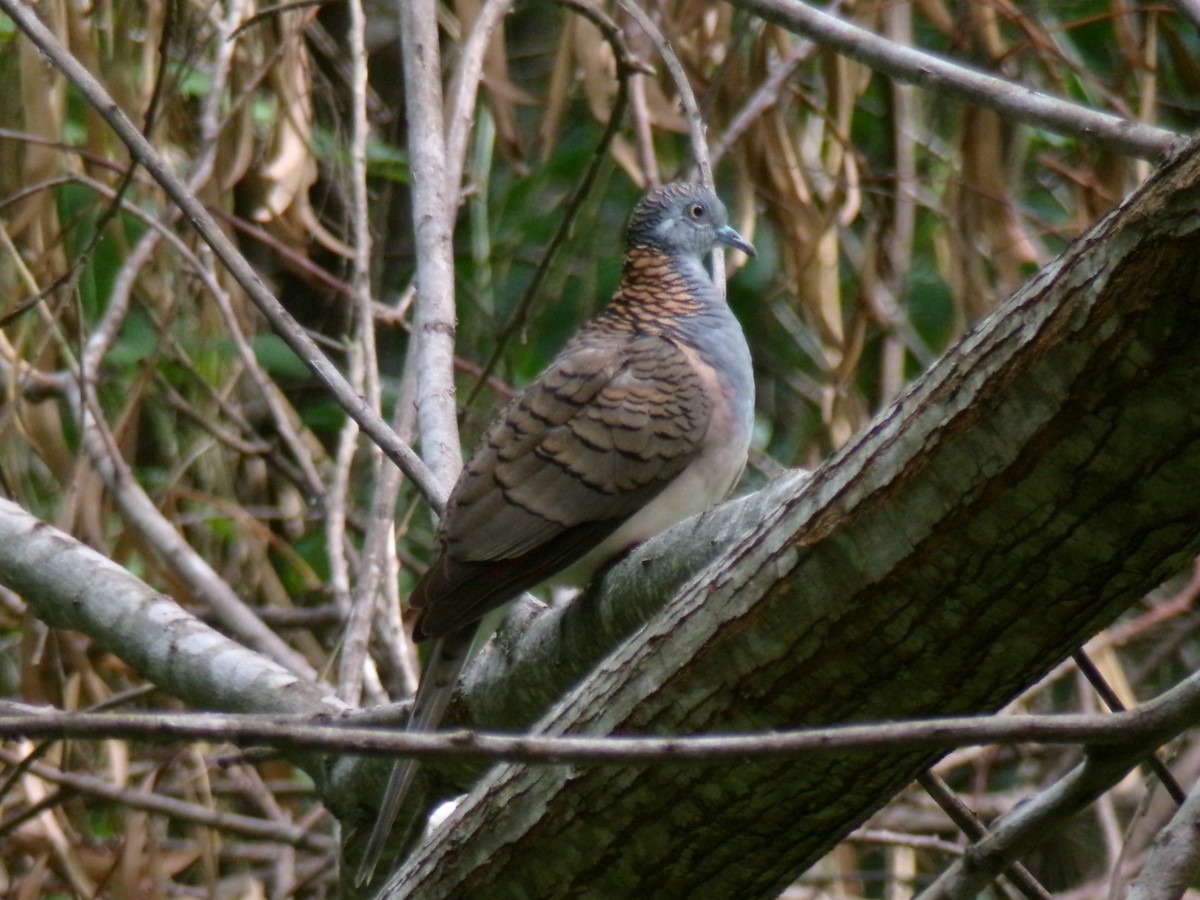Bar-shouldered Dove - ML645438761