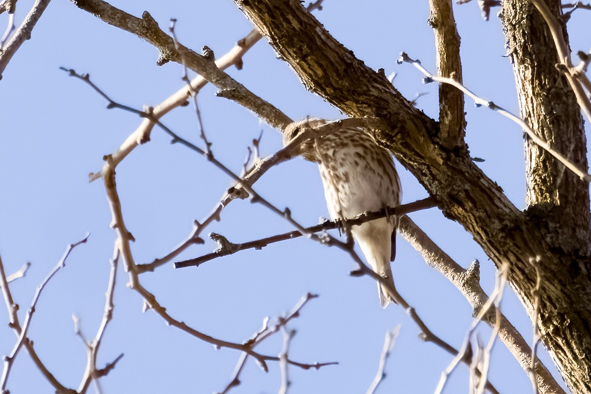 Purple Finch - ML645438764