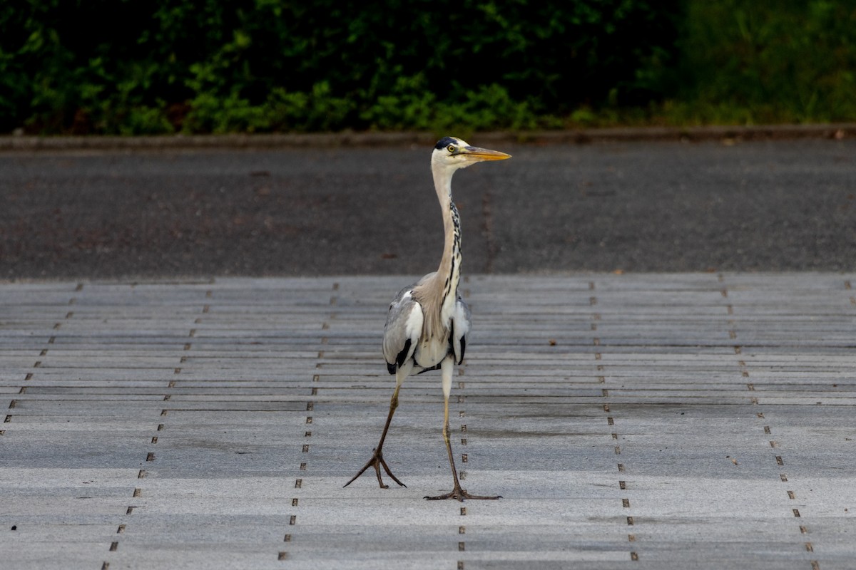 gråhegre - ML645438765