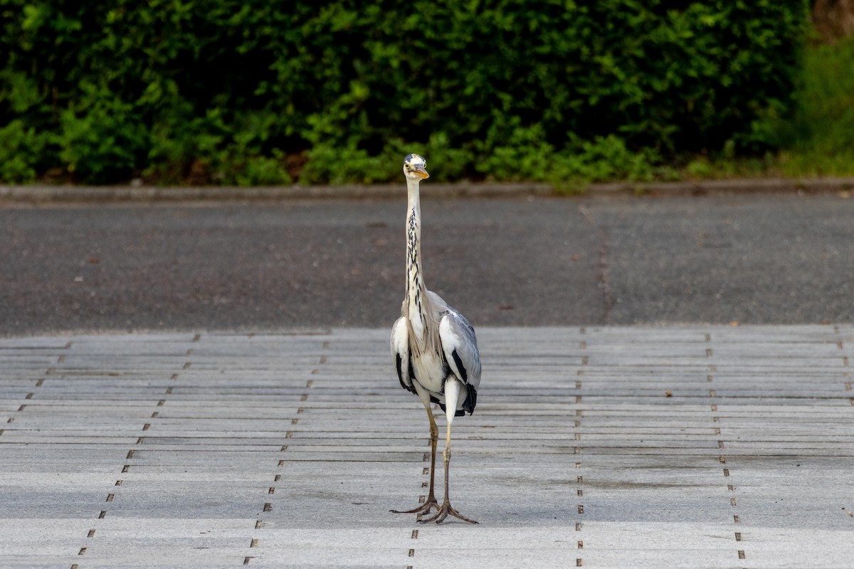 gråhegre - ML645438766