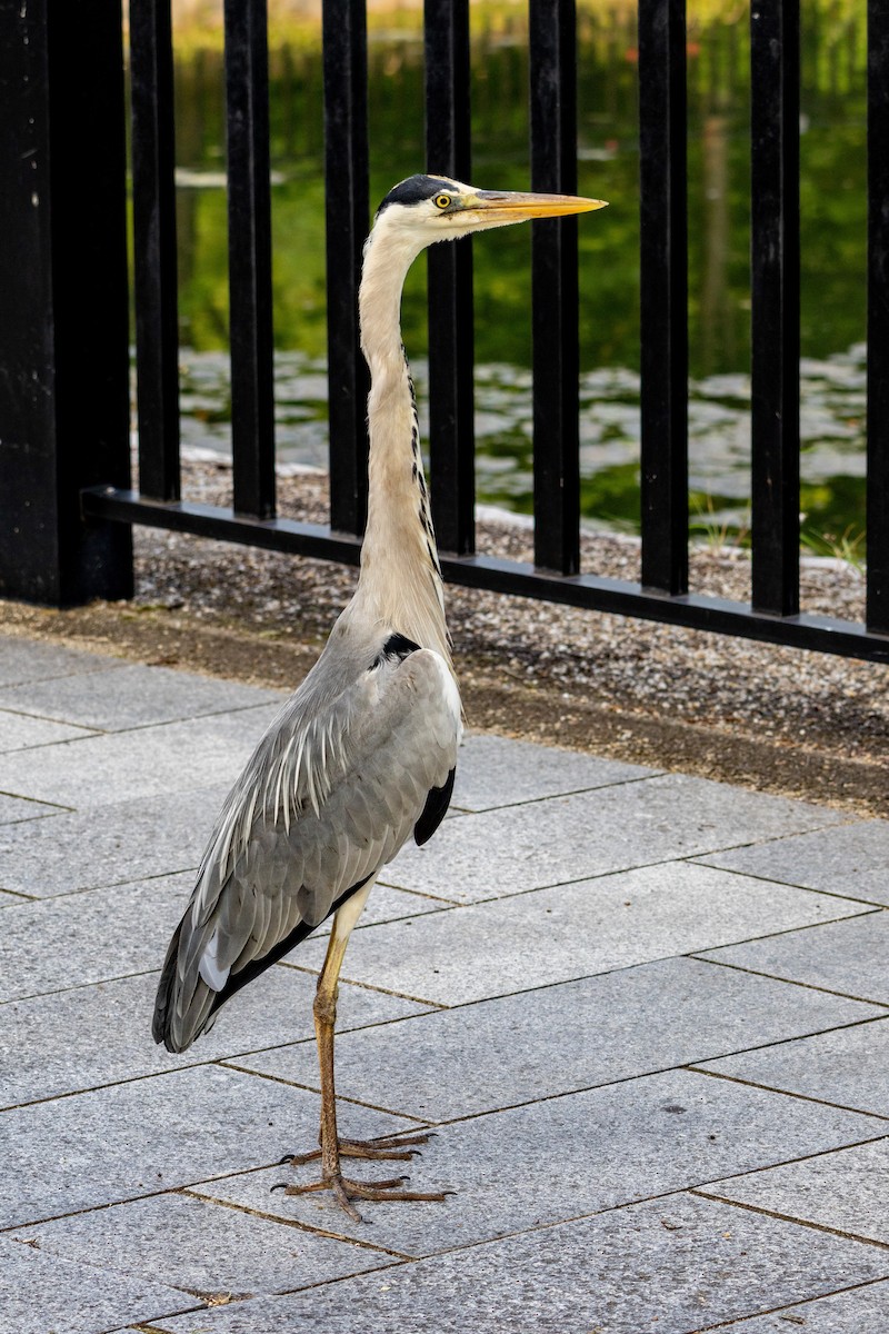 gråhegre - ML645438767