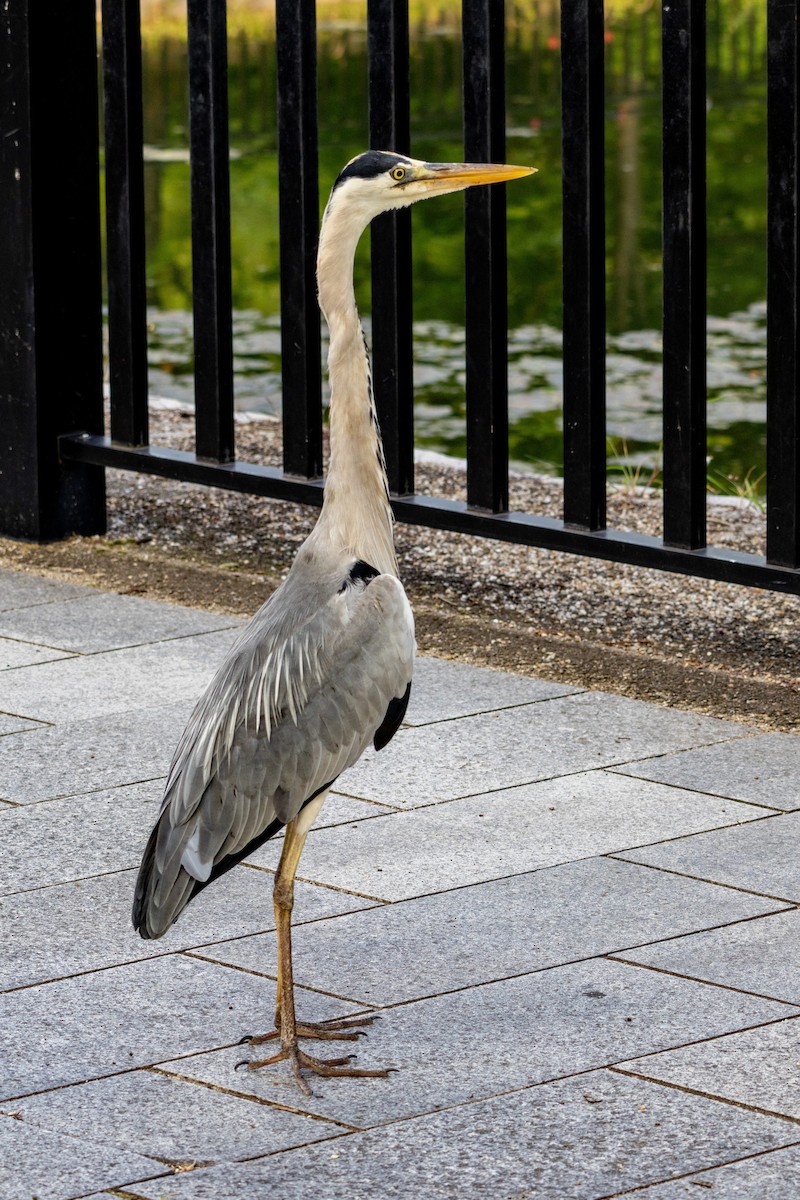 gråhegre - ML645438768