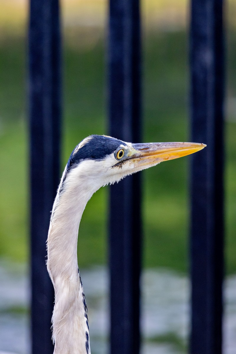 gråhegre - ML645438769