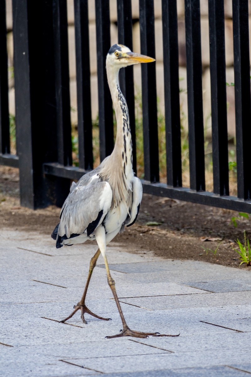 gråhegre - ML645438770