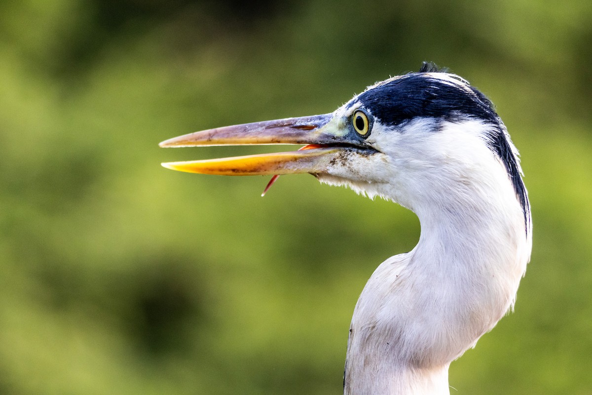 gråhegre - ML645438771