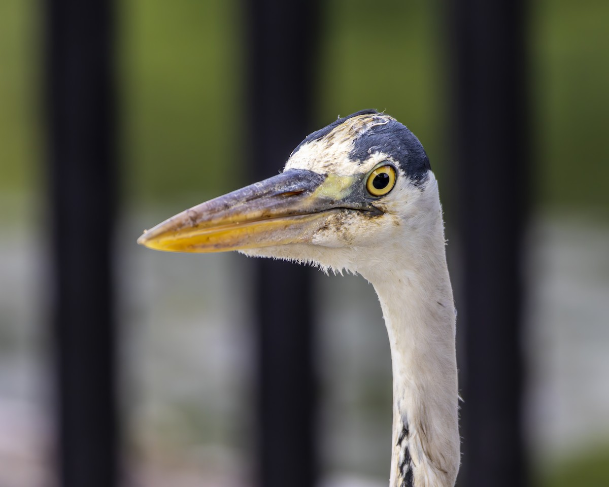 gråhegre - ML645438774