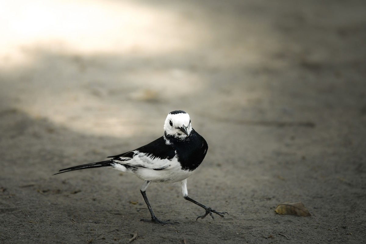 konipas bílý - ML645438781