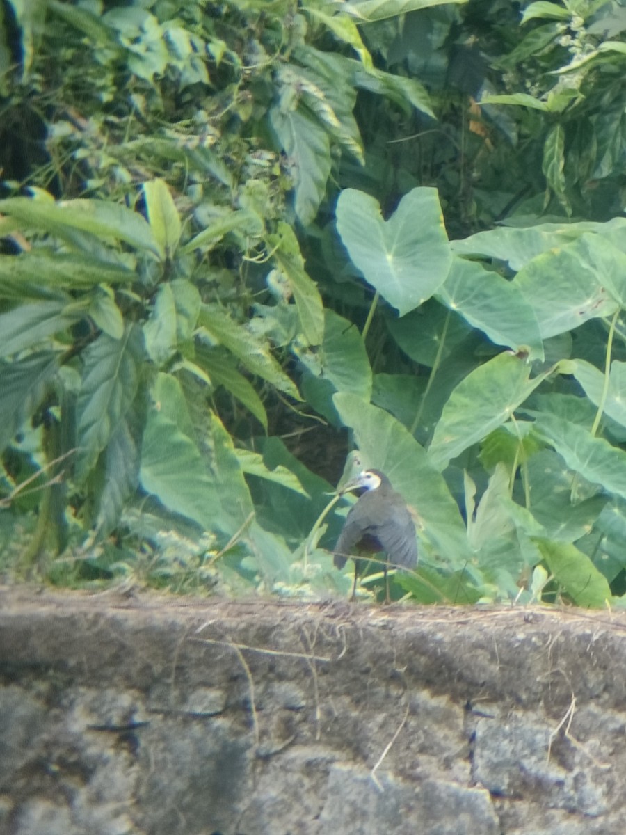 白腹秧雞 - ML645438782