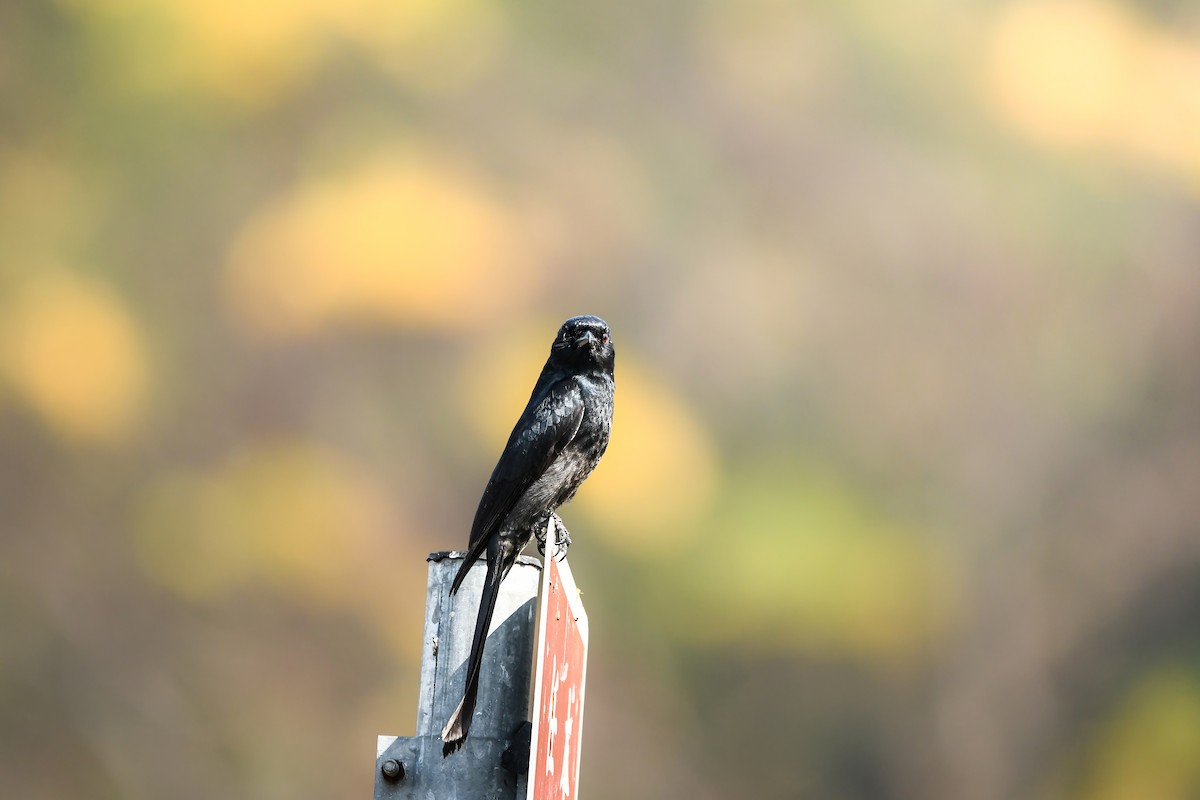 drongo černý - ML645438783