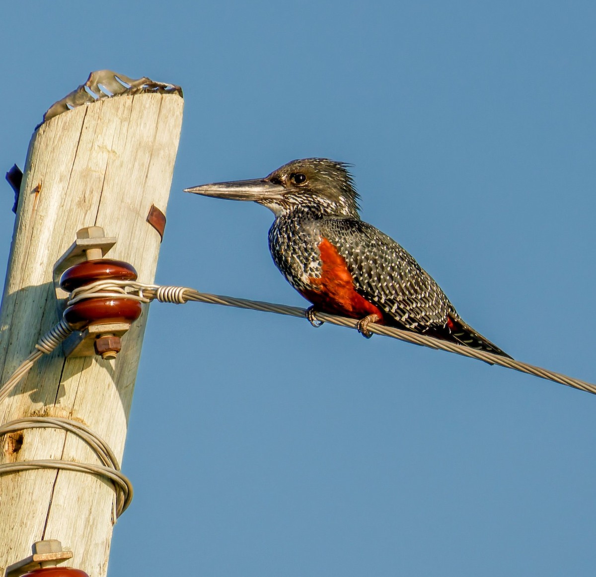 Гигантский зимородок - ML645438800