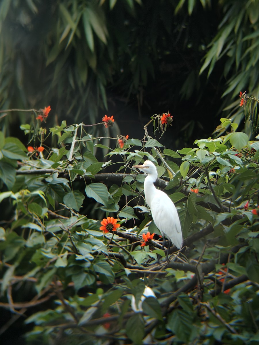 黃頭鷺 - ML645438801